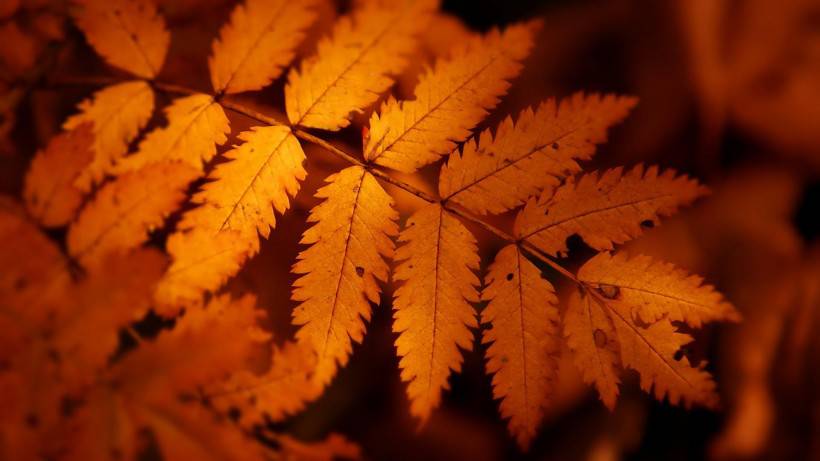 秋天惬意唯美风景图片