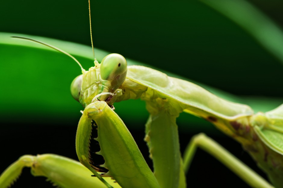 昆虫王者凶悍的螳螂高清图片