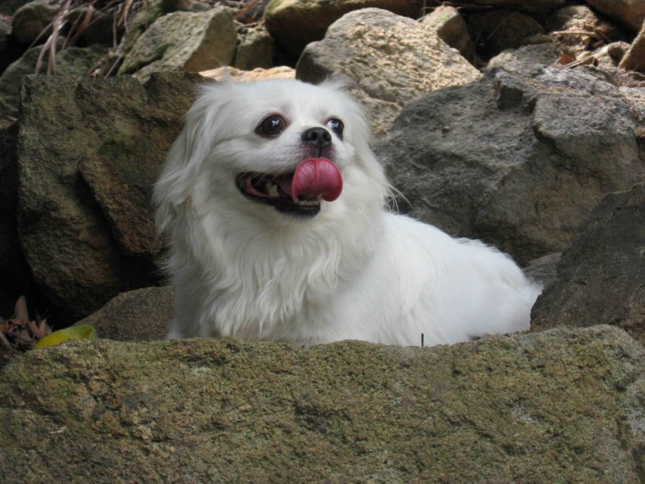 美丽洁白的京巴犬图片