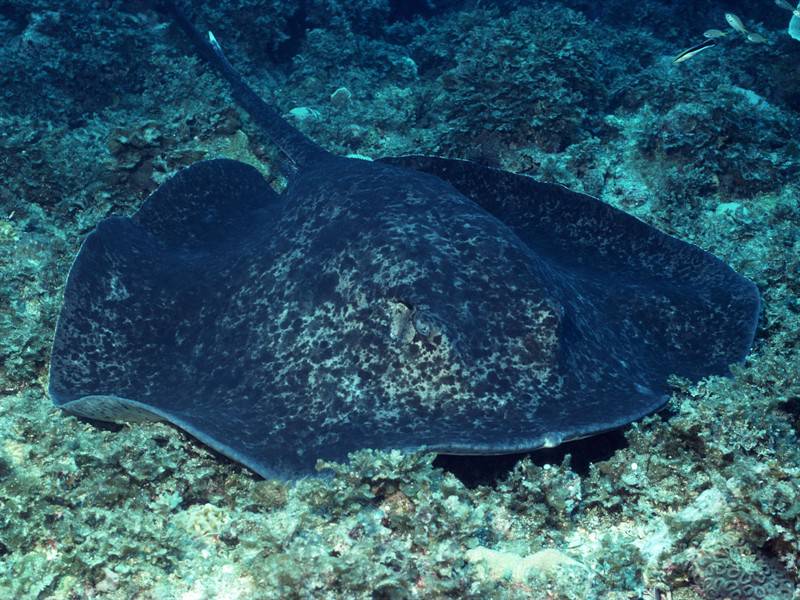 海底世界海洋生物图片赏析