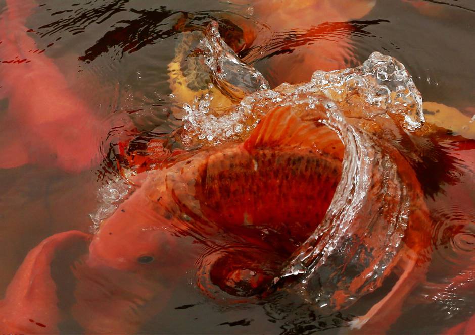 大红锦鲤水中欢腾图片