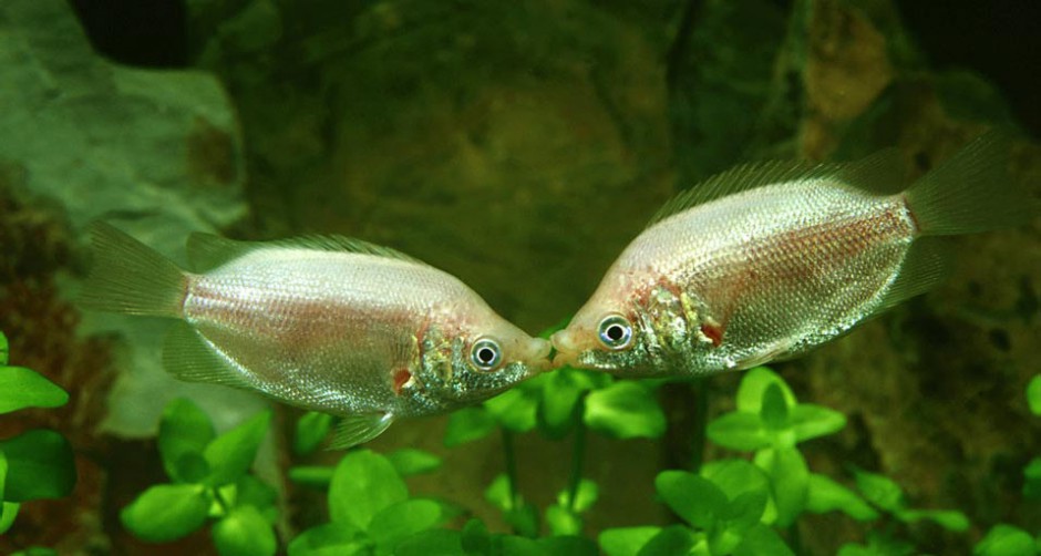 可爱的热带鱼银饰接吻鱼图片