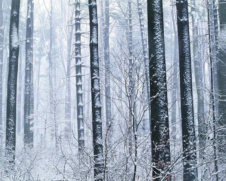 雪花在树木上飞舞桌面高清壁纸