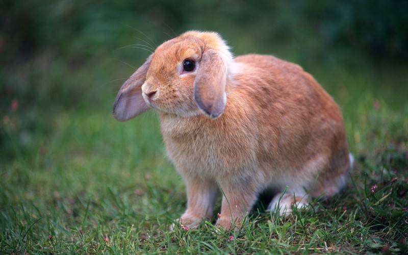 宠物小白兔棕兔高清兔子图片