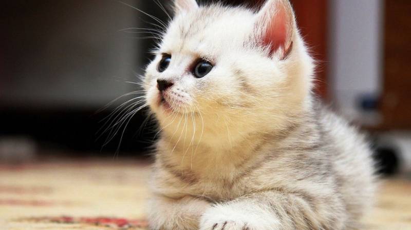 可爱呆萌的小动物们高清图集