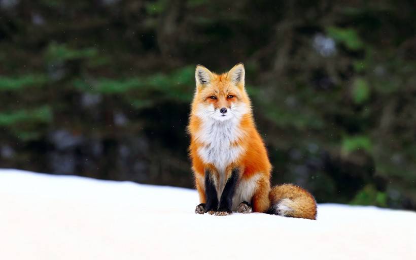 雪地里的动物高清写真图片