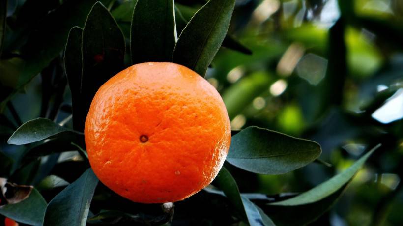 甜蜜爽口的橘子高清水果壁纸