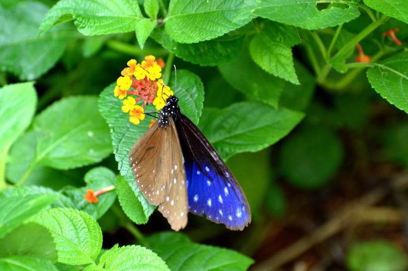 伫立枝头的花蝴蝶图片