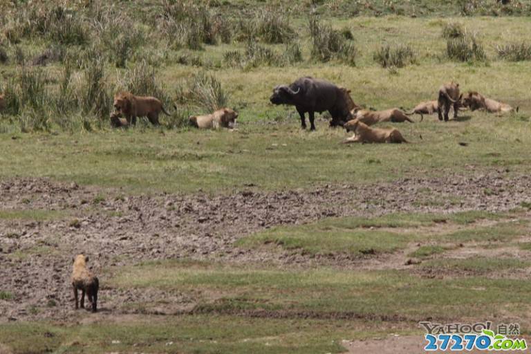 战斗中的动物们