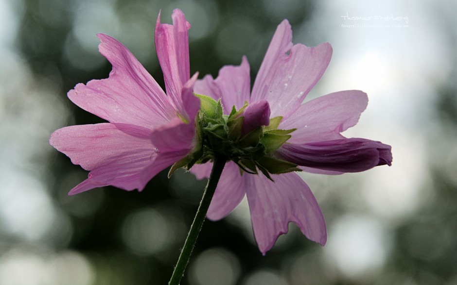 春日清新花园鲜花昆虫微距特写图片