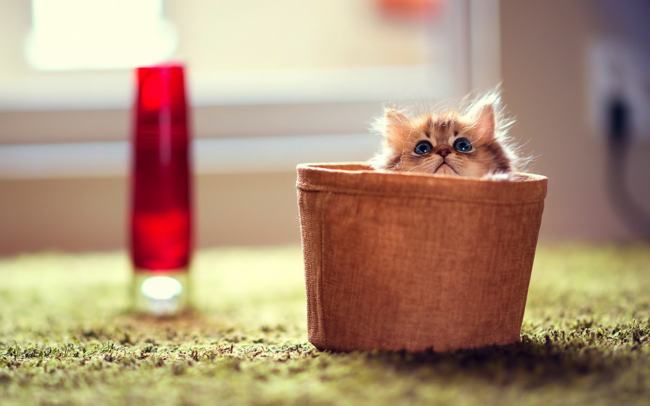 调皮呆萌的小波斯猫图片