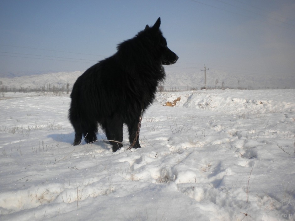 大黑熊犬雪地玩耍图片