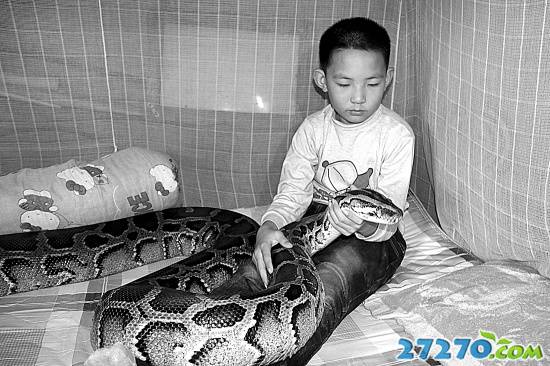 广东东莞13岁男童与蟒蛇生活“同居”12年