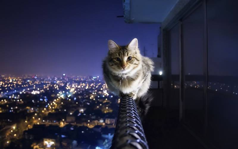 高冷的猫咪高清壁纸