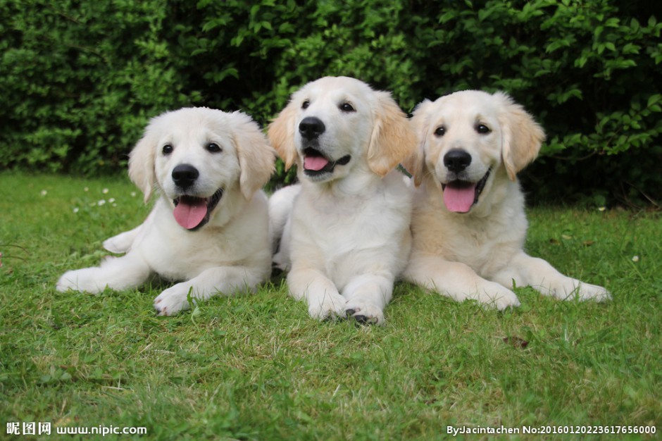 三只金毛寻回犬幼犬高清图片