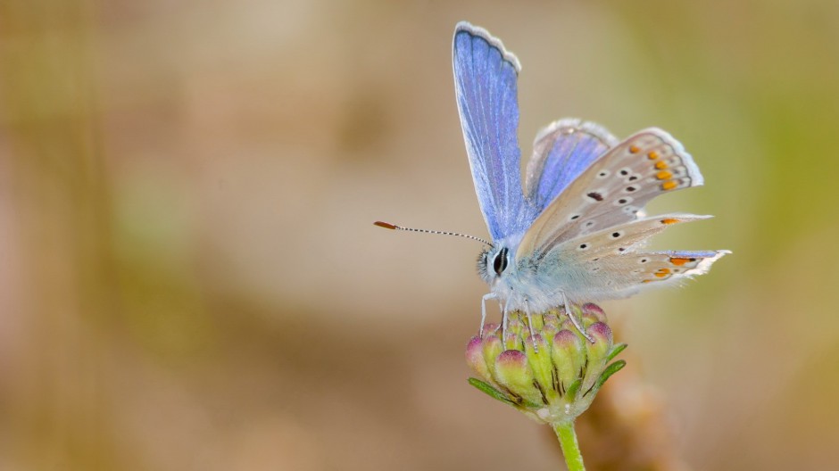 春日公园高清蝴蝶昆虫壁纸
