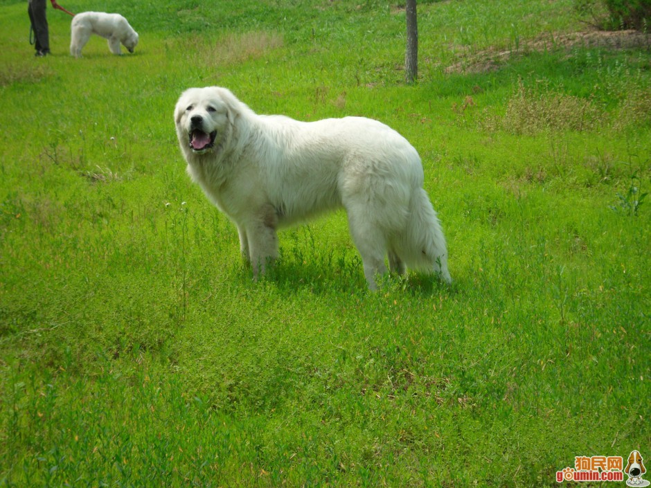 纯种白色长毛大白熊犬图片