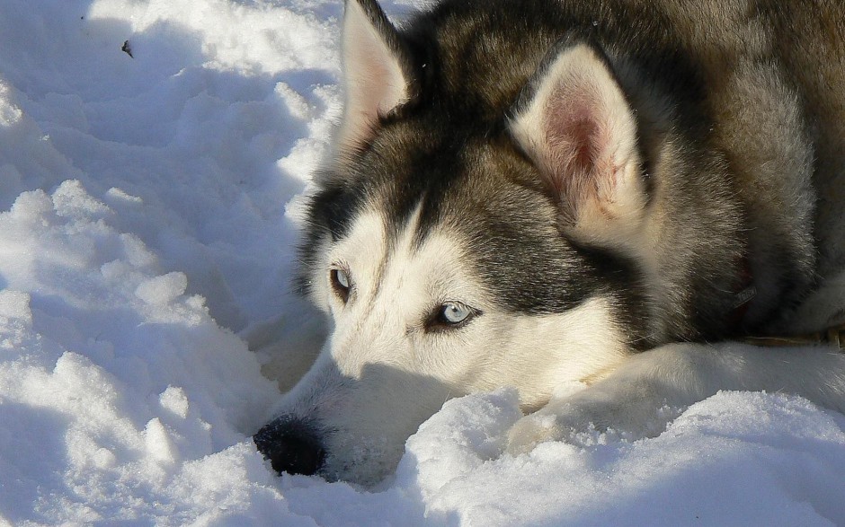 乖巧听话的巨型雪橇犬图片