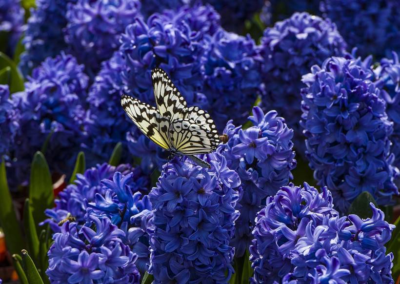 唯美梦幻蝴蝶图片素材