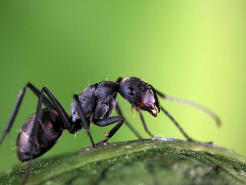 黑色超大的蚂蚁摄影图片