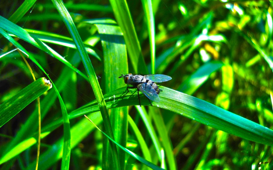 恋爱中的苍蝇精美图片