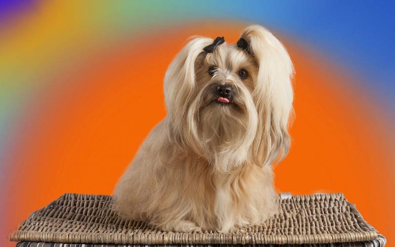 造型酷炫的哈瓦那小犬动物图片