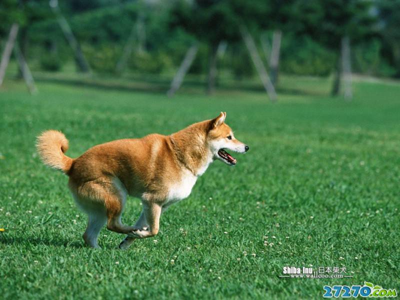 高清动物 柴犬