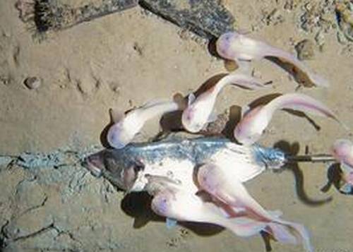 研究人员在马里亚纳海沟拍到新鱼种
