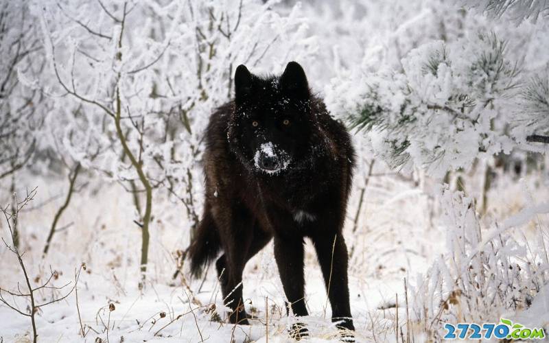 森林之狼 狼的写真