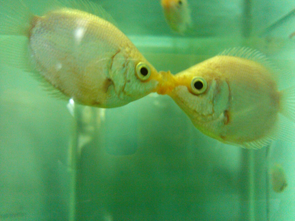 小型观赏鱼类接吻鱼精美图片