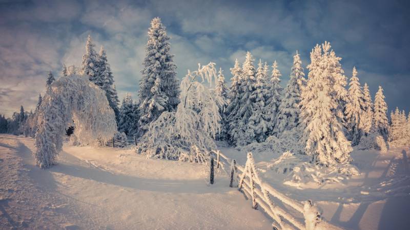 冬日森林唯美纯白雪景精致美图壁纸