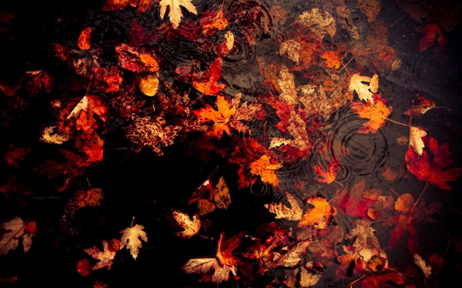 秋天树林忧郁风景图片壁纸