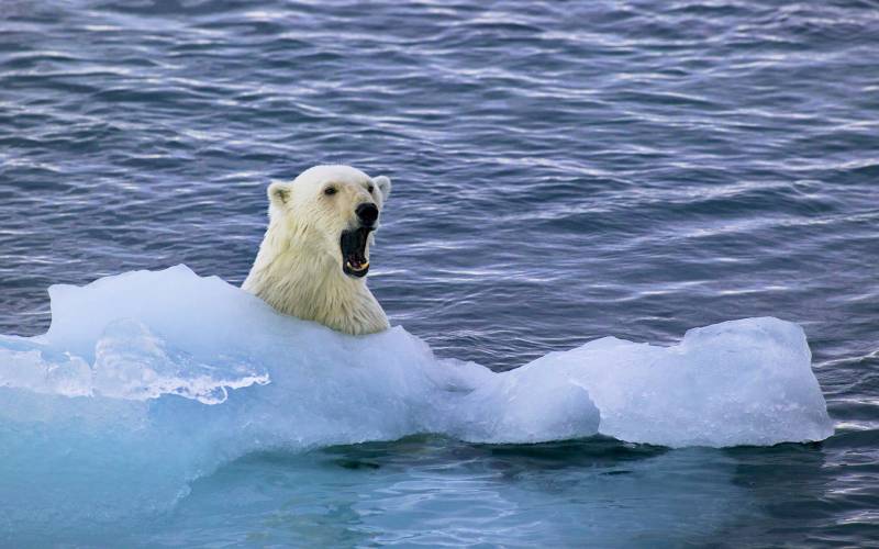 白白胖乎乎的北极熊高清写真