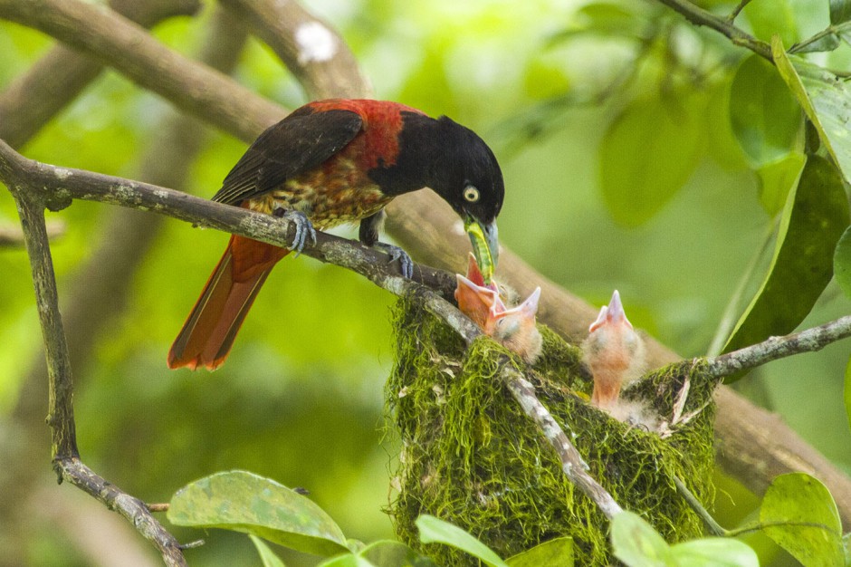 色彩鲜艳的朱鹂哺育幼鸟高清图片