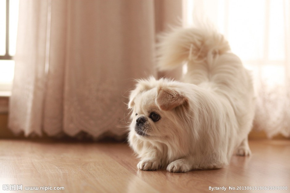 优雅温顺的京巴犬图片