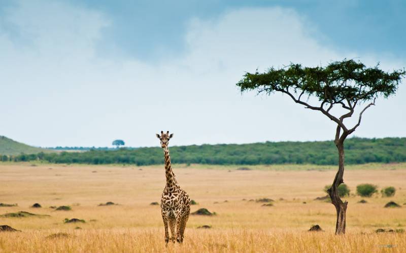 草原上的可爱长颈鹿组图