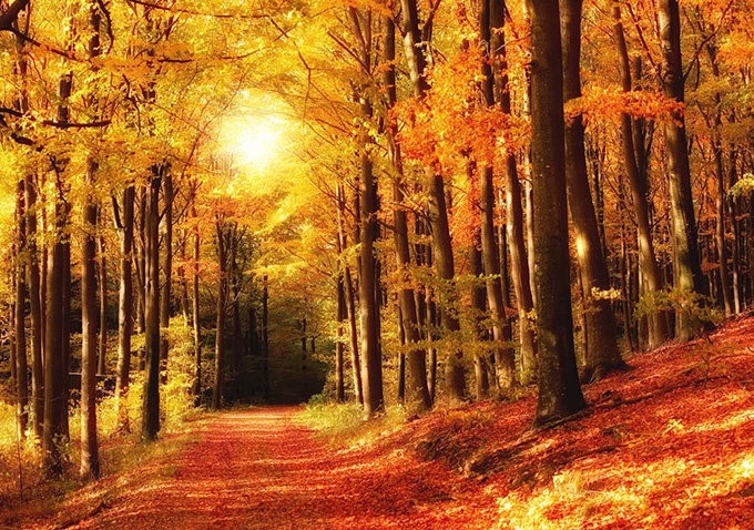 秋天美轮美奂树林风景图片