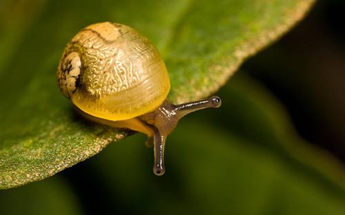 自然界可爱昆虫坚强的蜗牛