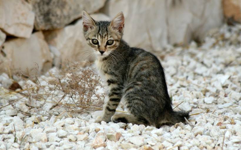 萌态可爱小猫咪图片