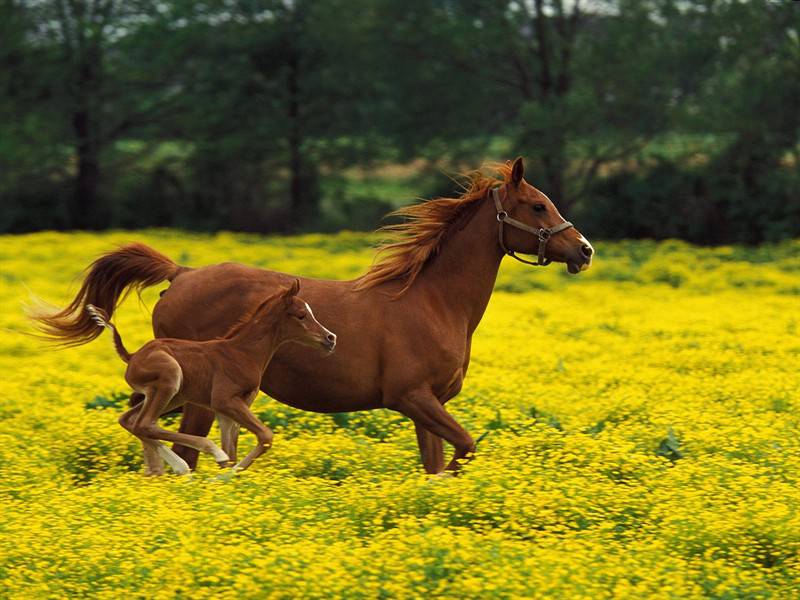 奔跑中的骏马高清动物图片