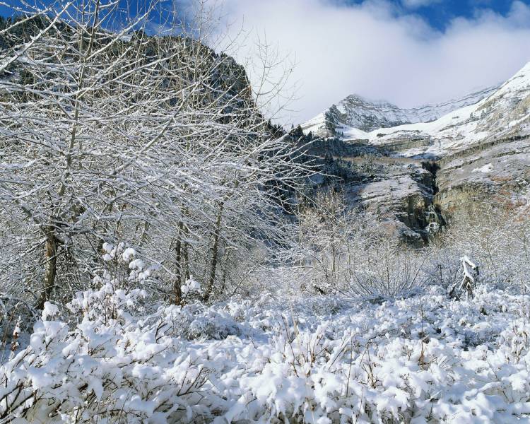 雪花在树木上飞舞桌面高清壁纸