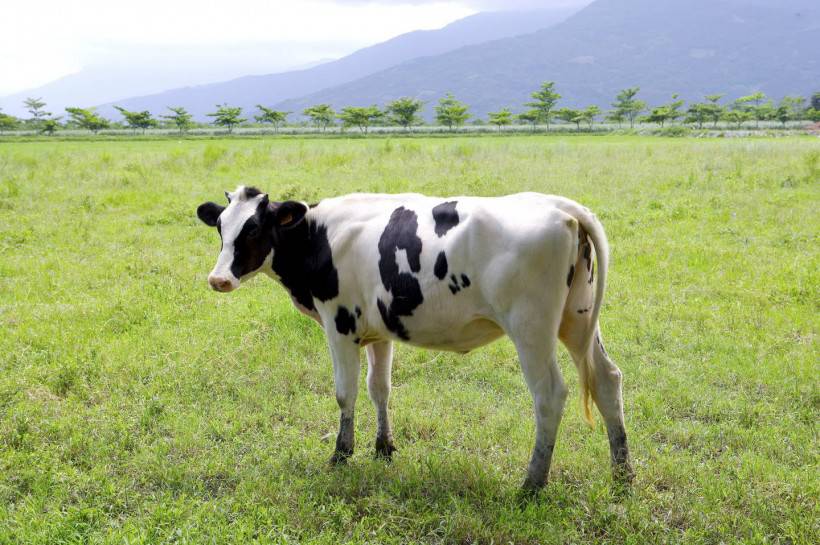 唯美奶牛高清图片
