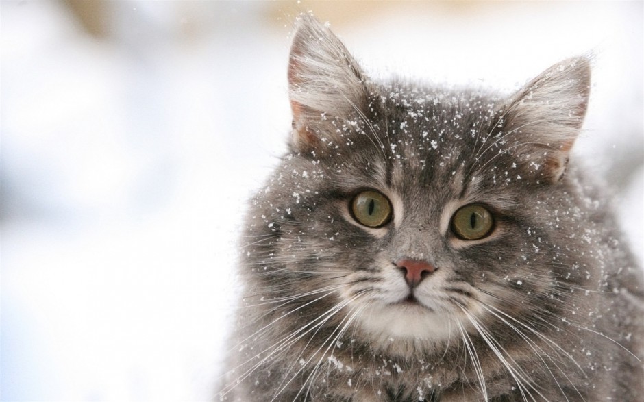 雪地玩耍的英短猫咪图片壁纸