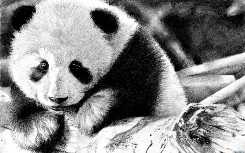 惹人喜爱的国宝熊猫组图