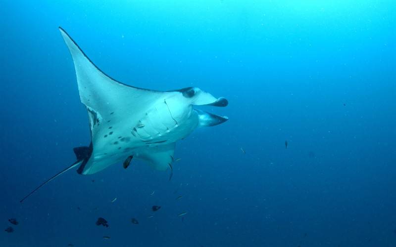 海葵珊瑚海底世界生物组图