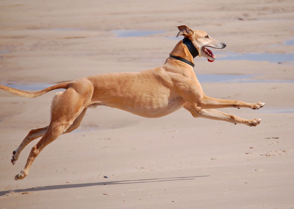 奔跑的澳洲纯种格力犬图片
