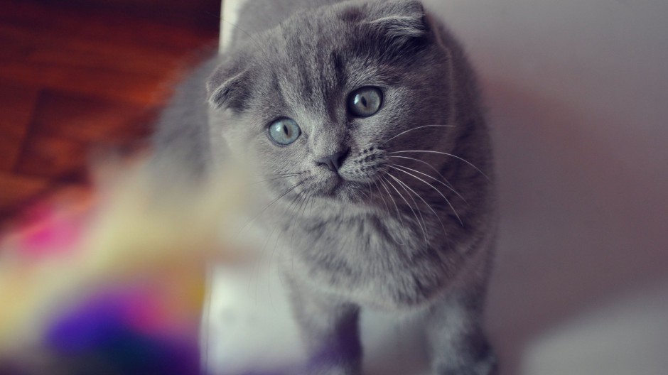 可爱猫咪图片壁纸精选素材