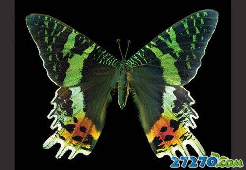 最美蝴蝶的图集