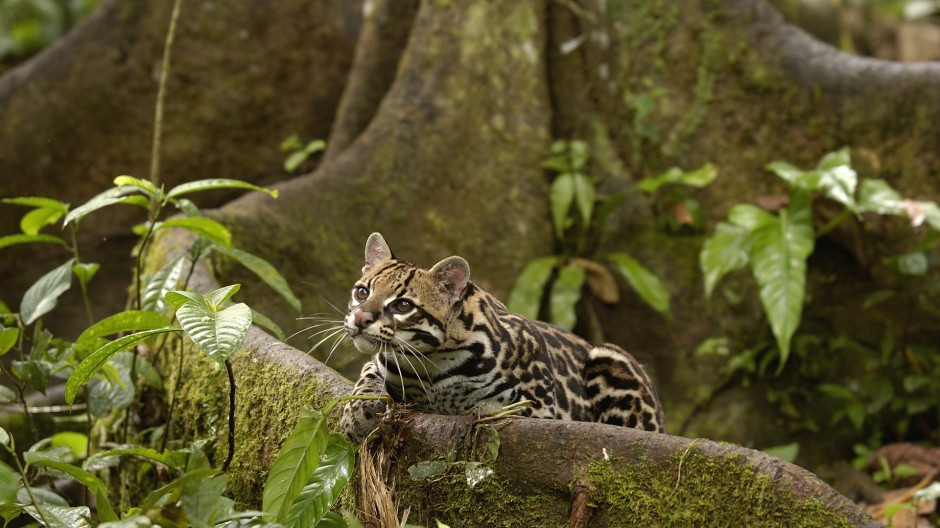 黑色斑点的野生豹猫图片