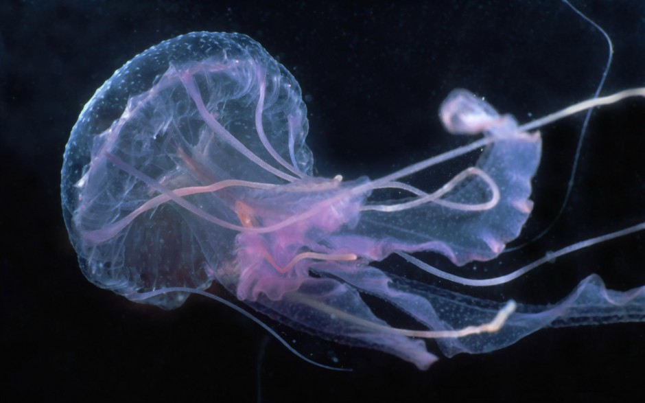 妙曼多彩的微生物水母高清图片